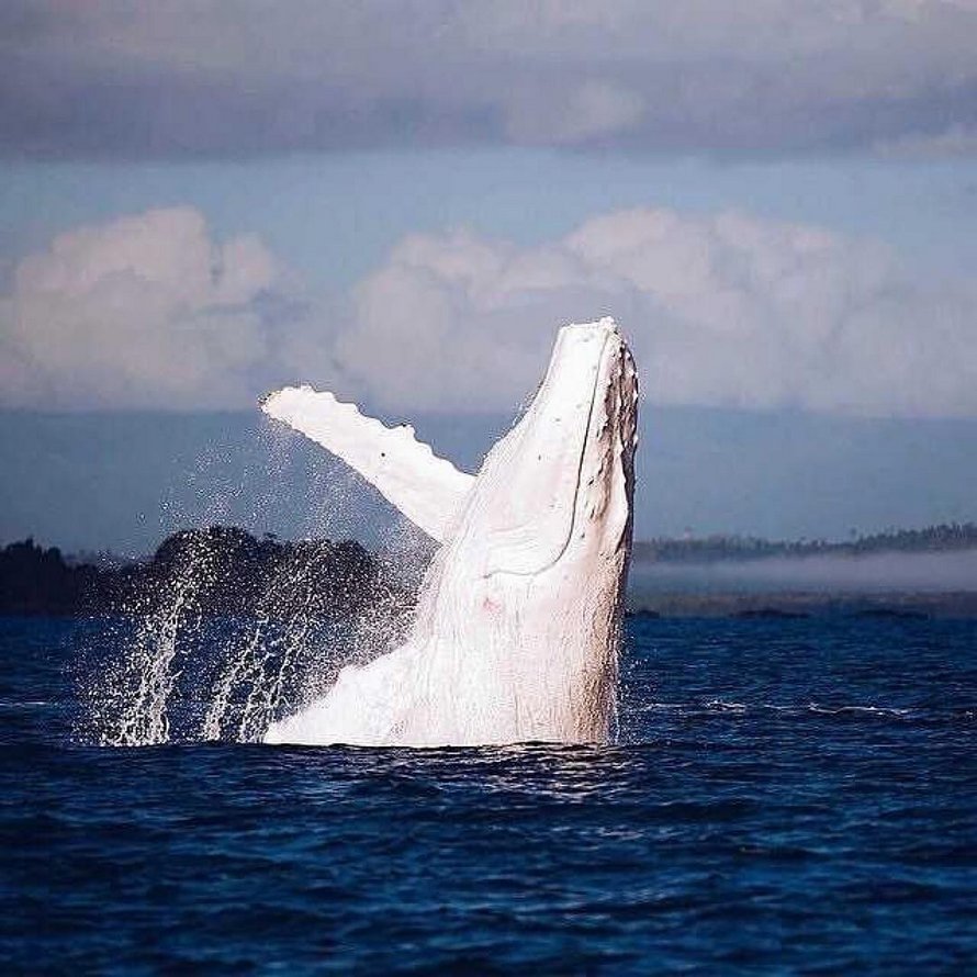 Une rare baleine à bosse blanche a été repérée au large des côtes de l’Australie ipnoze