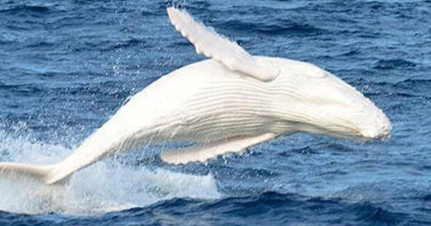 Une rare baleine à bosse blanche a été repérée au large des côtes de l’Australie