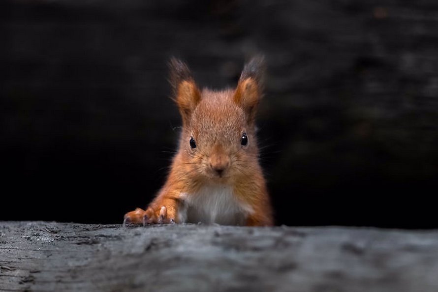 Une photographe place son micro devant un bébé écureuil, et ses adorables bruits de grignotage récoltent près de 13 millions de vues