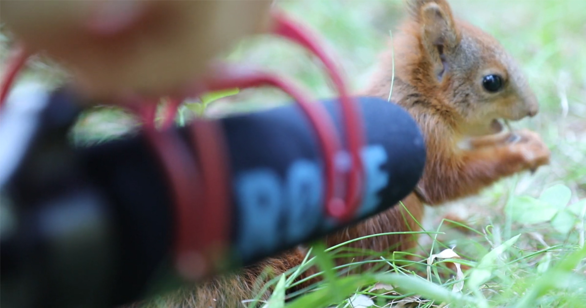 Une Photographe Place Son Micro Devant Un Bebe Ecureuil Et Ses Adorables Bruits De Grignotage Recoltent Pres De 13 Millions De Vues Ipnoze Une Photographe Place Son Micro Devant Un Bebe Ecureuil Et Ses Adorables Bruits De Grignotage Recoltent Pres De 13 Millions De Vues Ipnoze