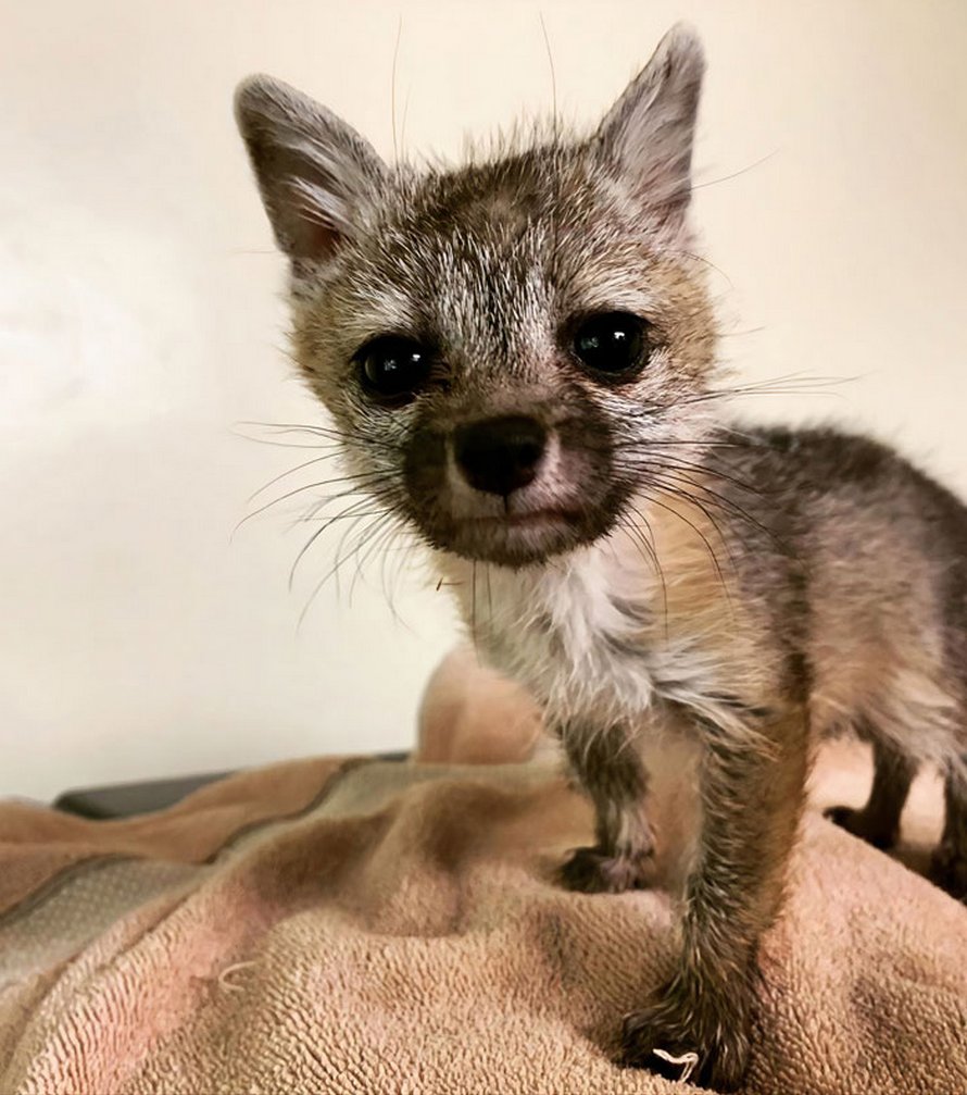 Ce Bebe Renard Deshydrate A Pris La Chienne D Une Famille Pour Sa Maman Les A Suivis Jusque Chez Eux Et A Ete Sauve Et Soigne Ipnoze