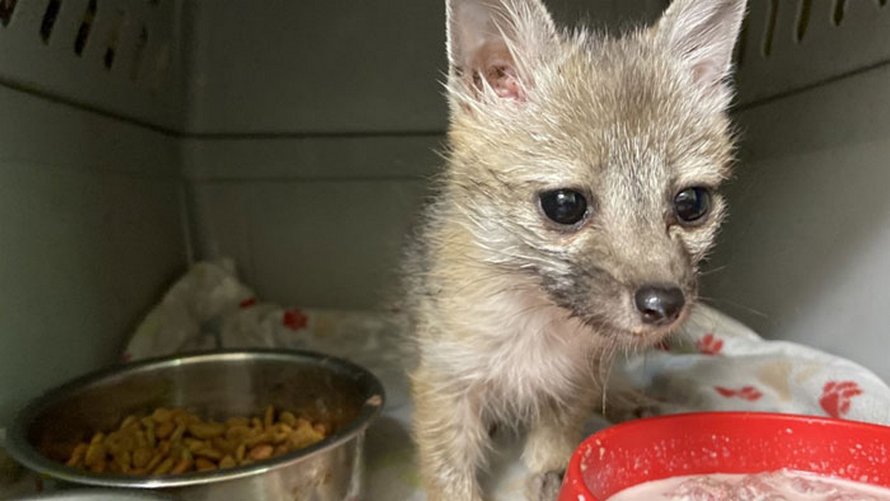 Ce bébé renard déshydraté a pris la chienne d’une famille pour sa maman, les a suivis jusque chez eux et a été sauvé et soigné
