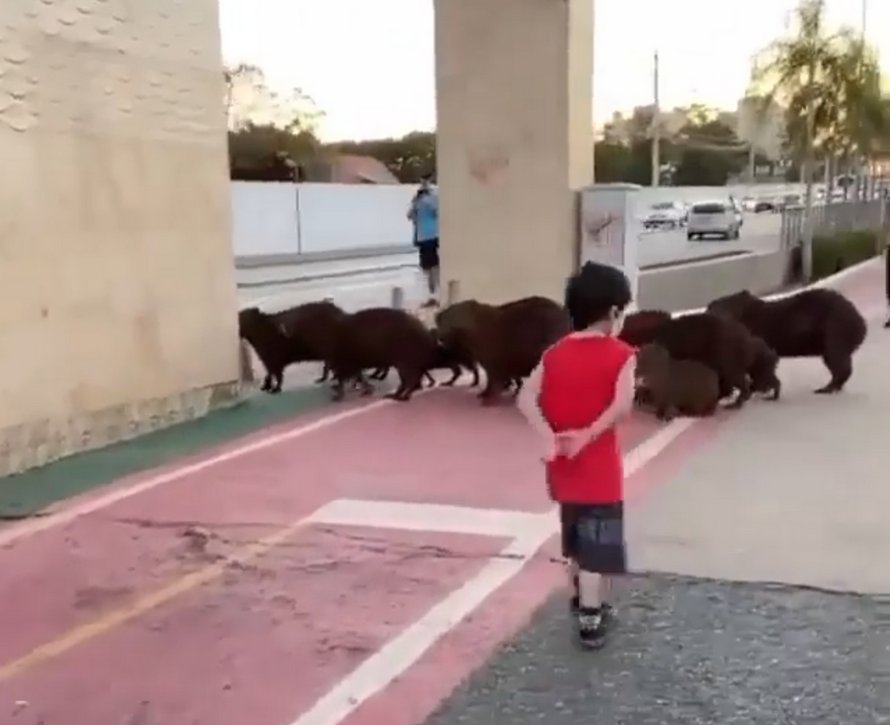 Une famille de capybaras malins découvre comment utiliser le passage piéton