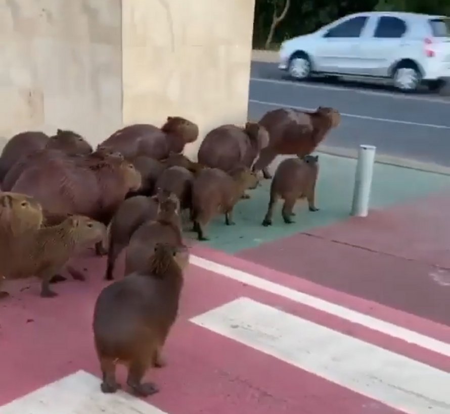 Une famille de capybaras malins découvre comment utiliser le passage piéton