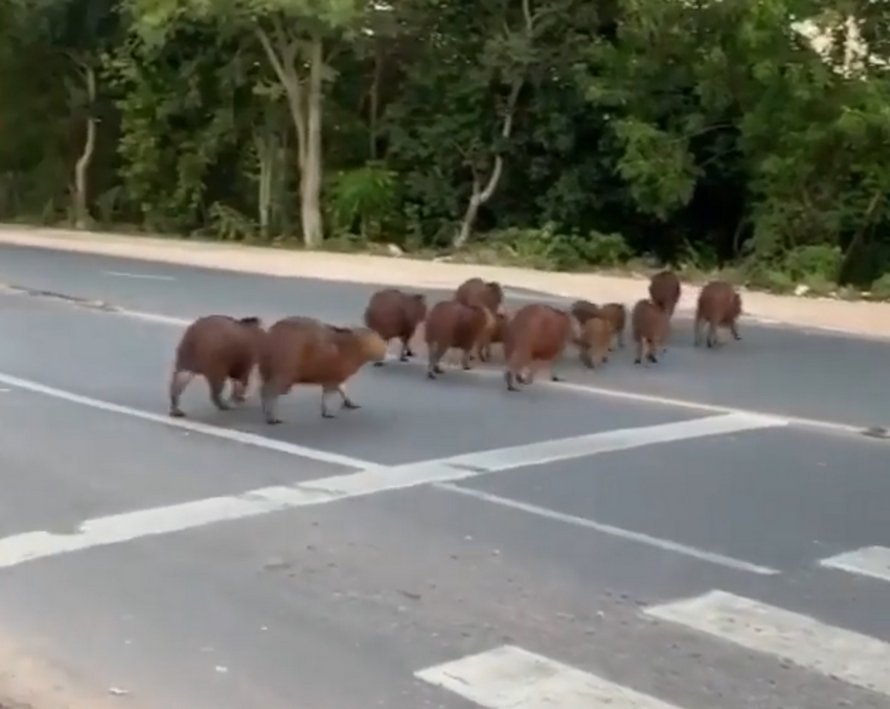 Une famille de capybaras malins découvre comment utiliser le passage piéton
