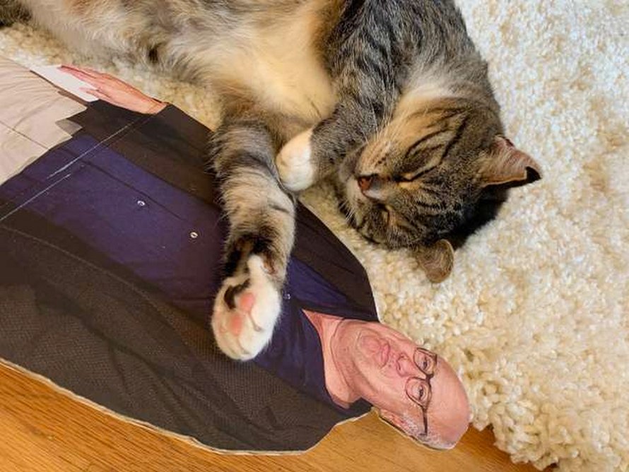 Un chat tombe follement amoureux d’une silhouette en carton de Danny DeVito