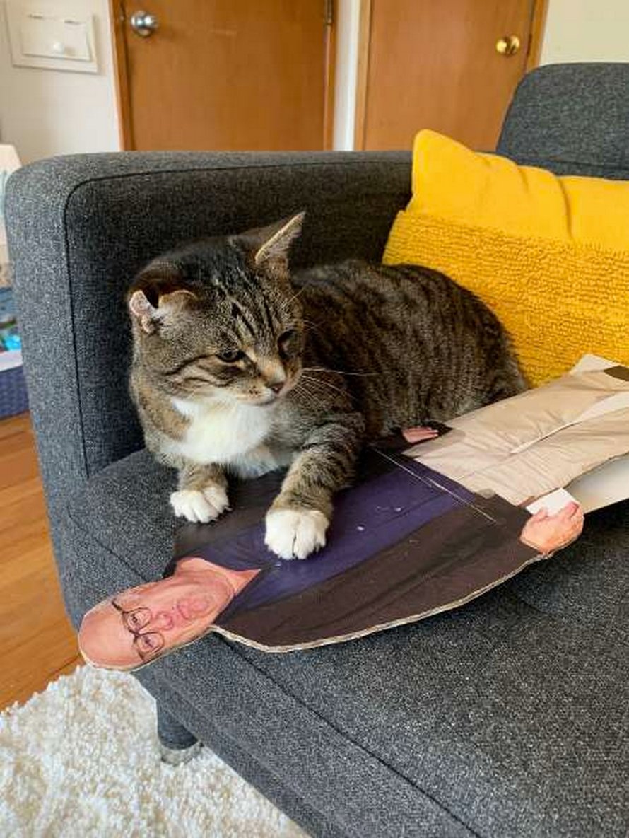Un chat tombe follement amoureux d’une silhouette en carton de Danny DeVito