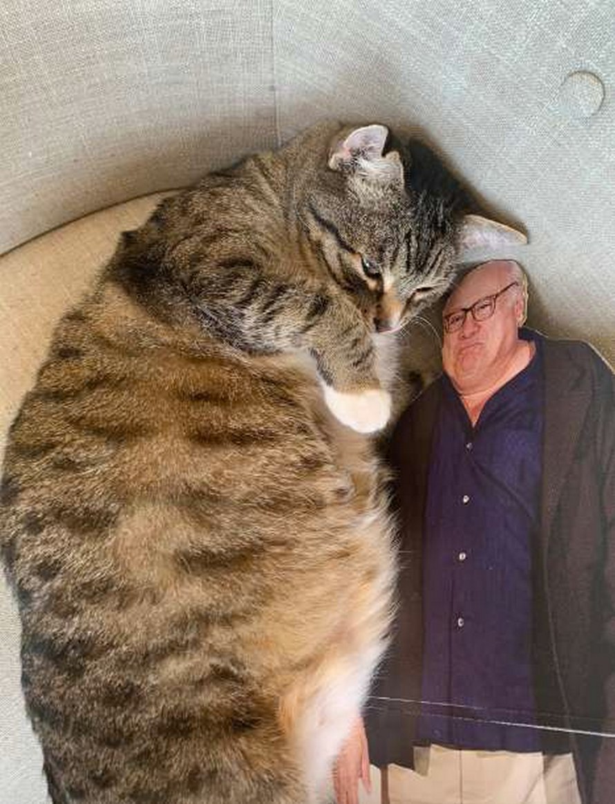 Un chat tombe follement amoureux d’une silhouette en carton de Danny DeVito