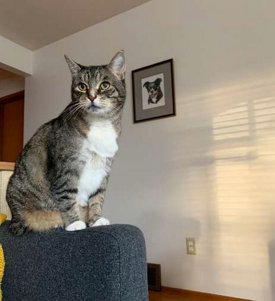 Un chat tombe follement amoureux d’une silhouette en carton de Danny DeVito