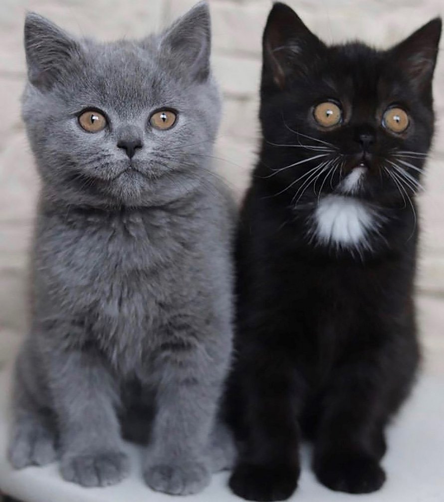 Un chat à deux visages devient le père de chatons de chacune de ses couleurs