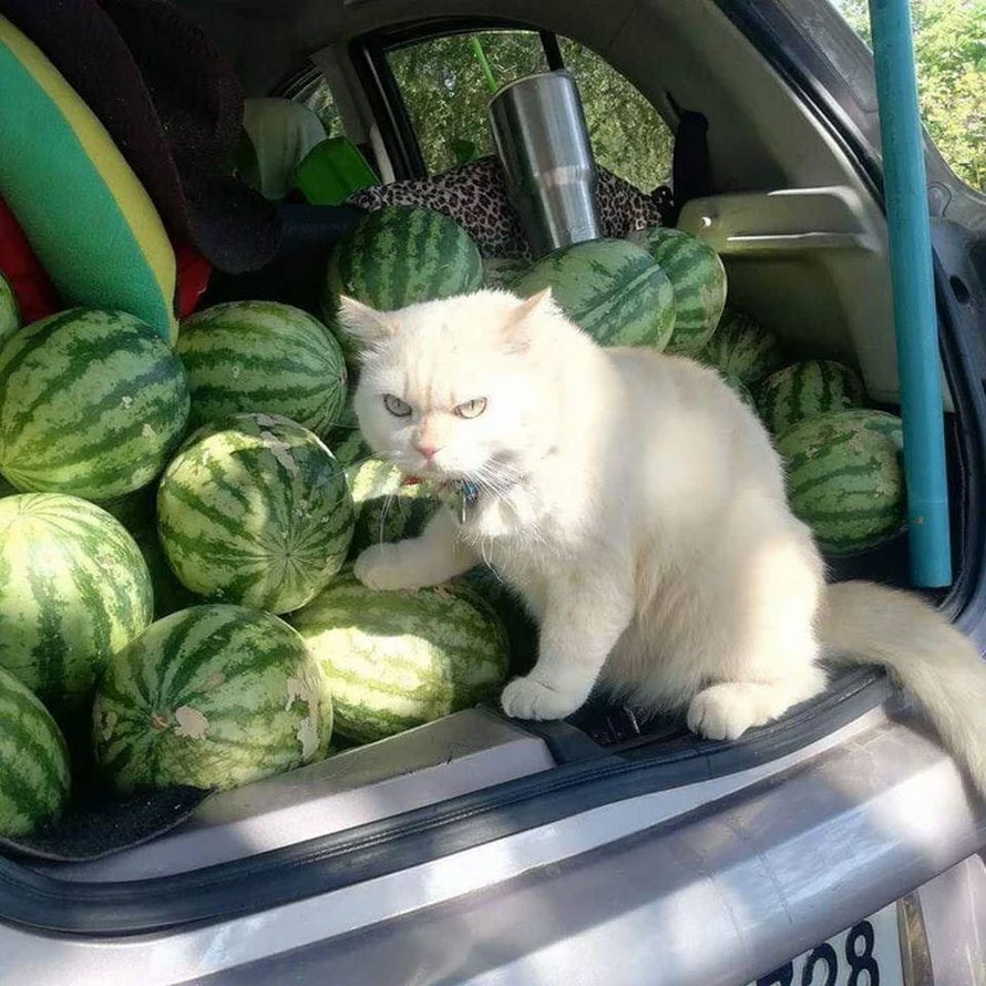 Un chat en colère surveille des pastèques en Thaïlande et il est adoré par la communauté