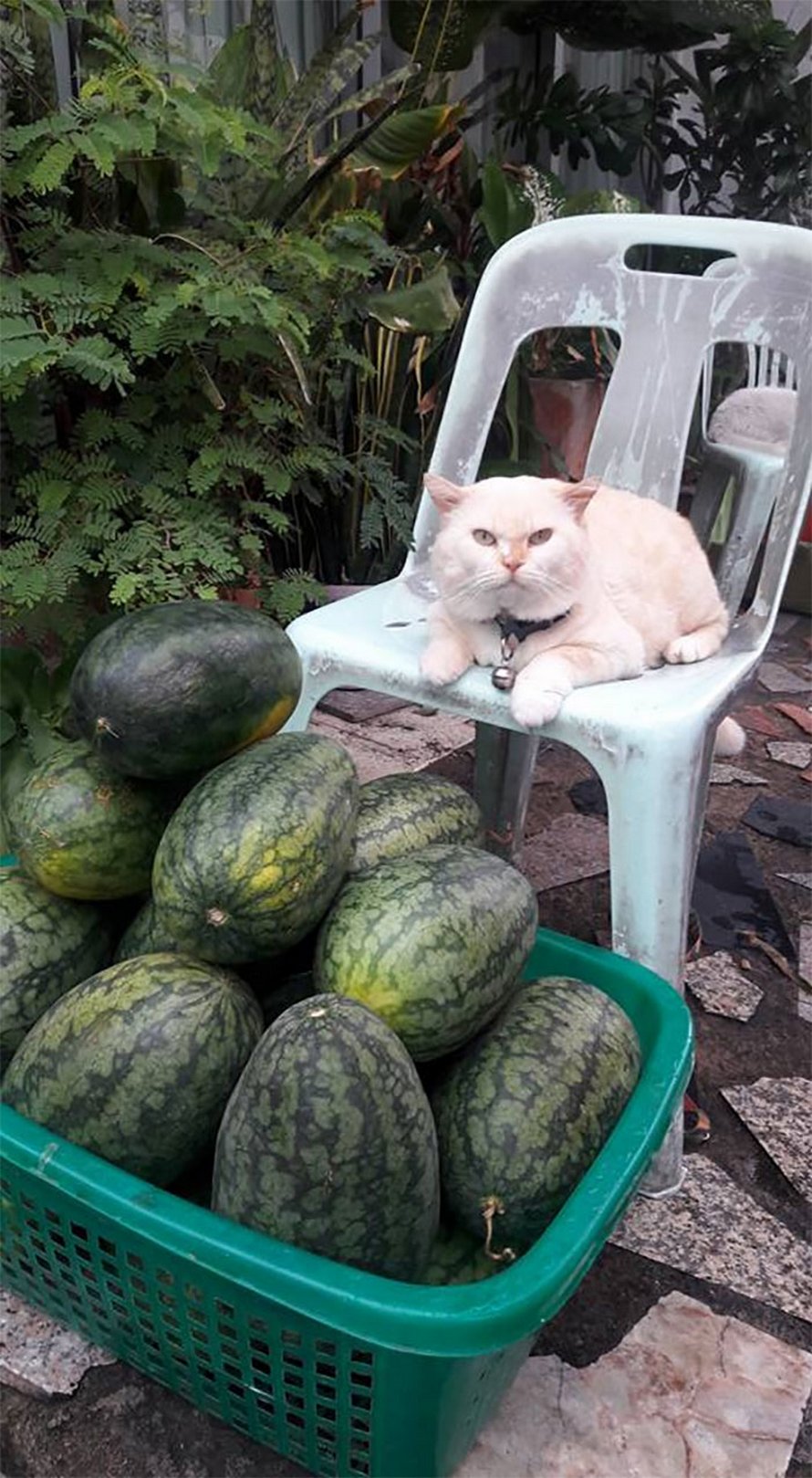 Un chat en colère surveille des pastèques en Thaïlande et il est adoré par la communauté