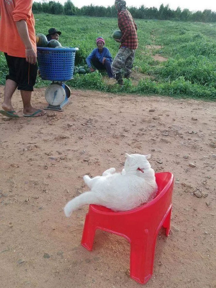 Un chat en colère surveille des pastèques en Thaïlande et il est adoré par la communauté
