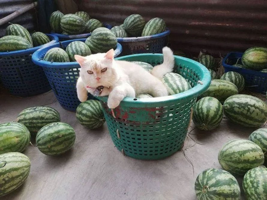 Un chat en colère surveille des pastèques en Thaïlande et il est adoré par la communauté