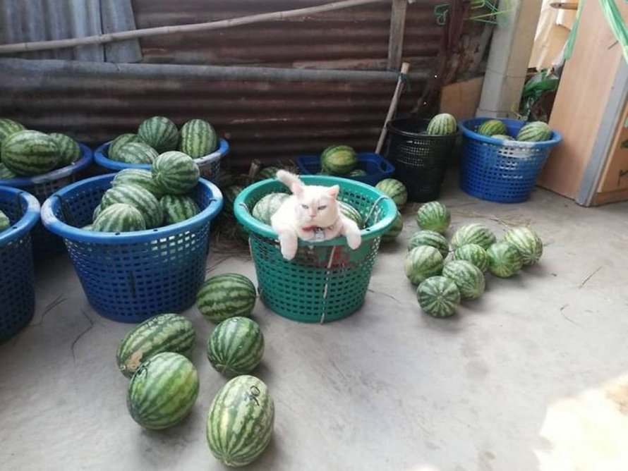 Un chat en colère surveille des pastèques en Thaïlande et il est adoré par la communauté