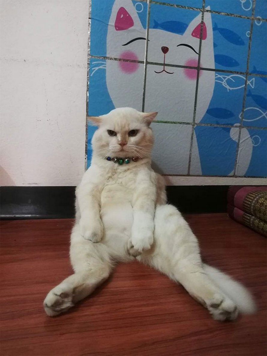Un Chat En Colere Surveille Des Pasteques En Thailande Et Il Est Adore Par La Communaute Ipnoze Un Chat En Colere Surveille Des Pasteques En Thailande Et Il Est Adore Par La Communaute Ipnoze