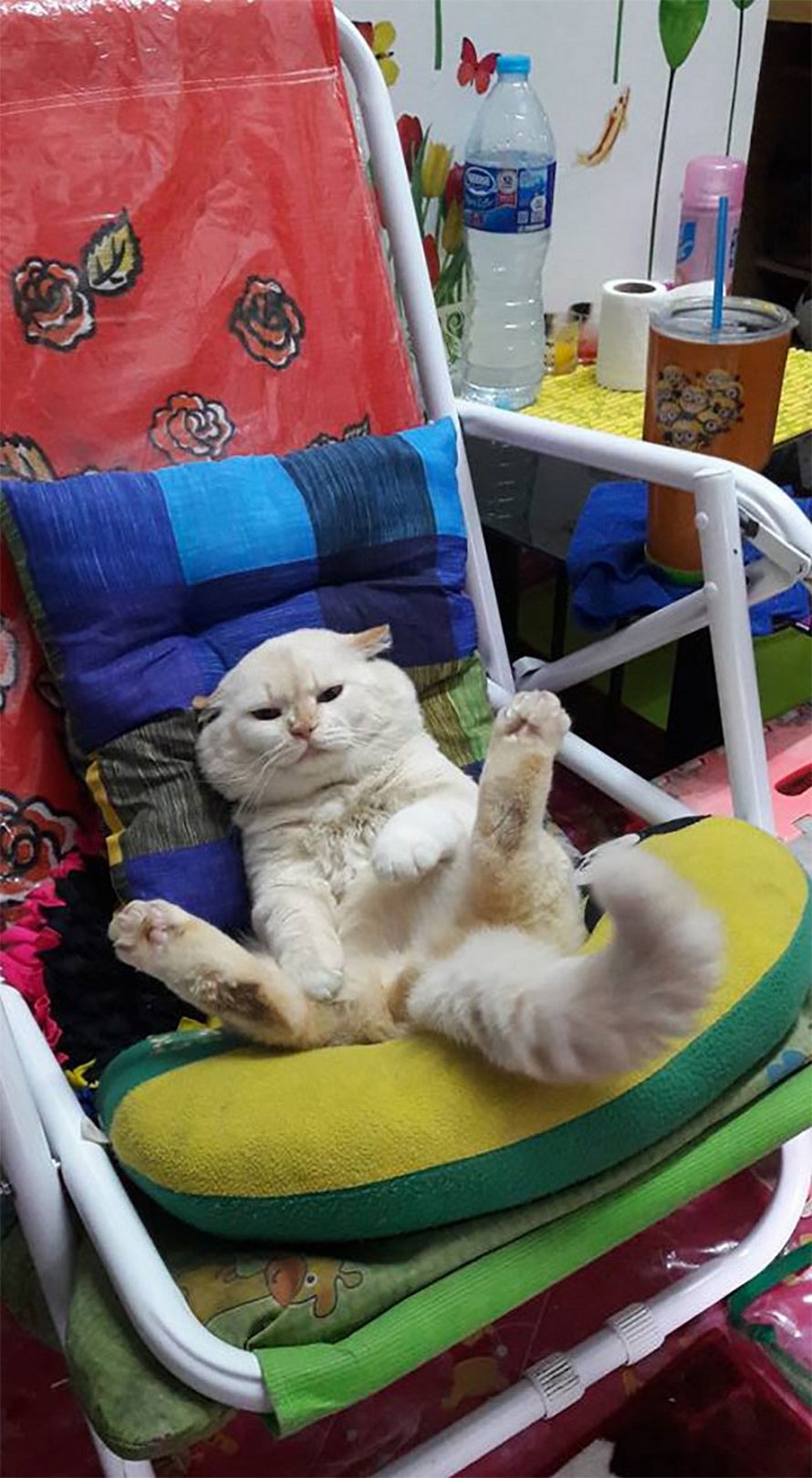 Un Chat En Colere Surveille Des Pasteques En Thailande Et Il Est Adore Par La Communaute Ipnoze Un Chat En Colere Surveille Des Pasteques En Thailande Et Il Est Adore Par La Communaute Ipnoze