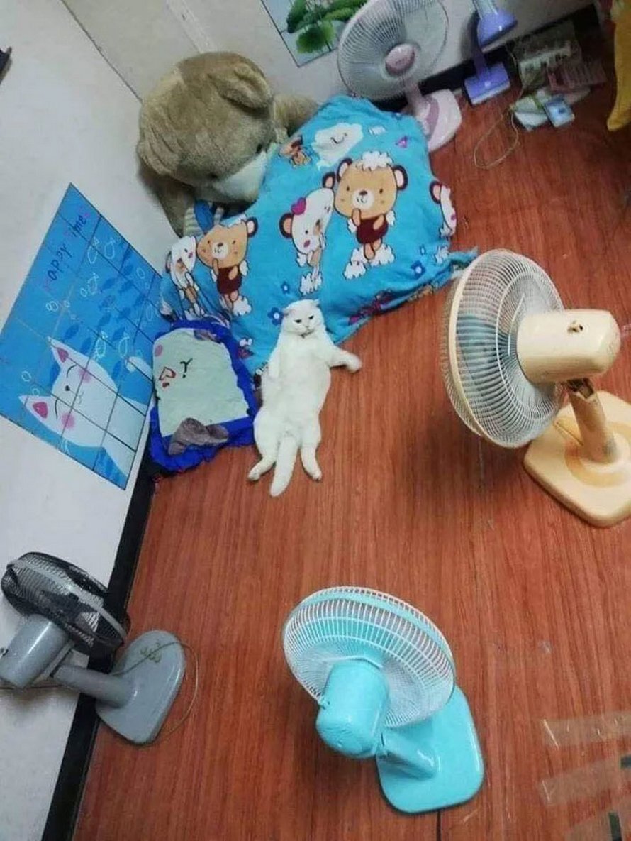 Un chat en colère surveille des pastèques en Thaïlande et il est adoré par la communauté