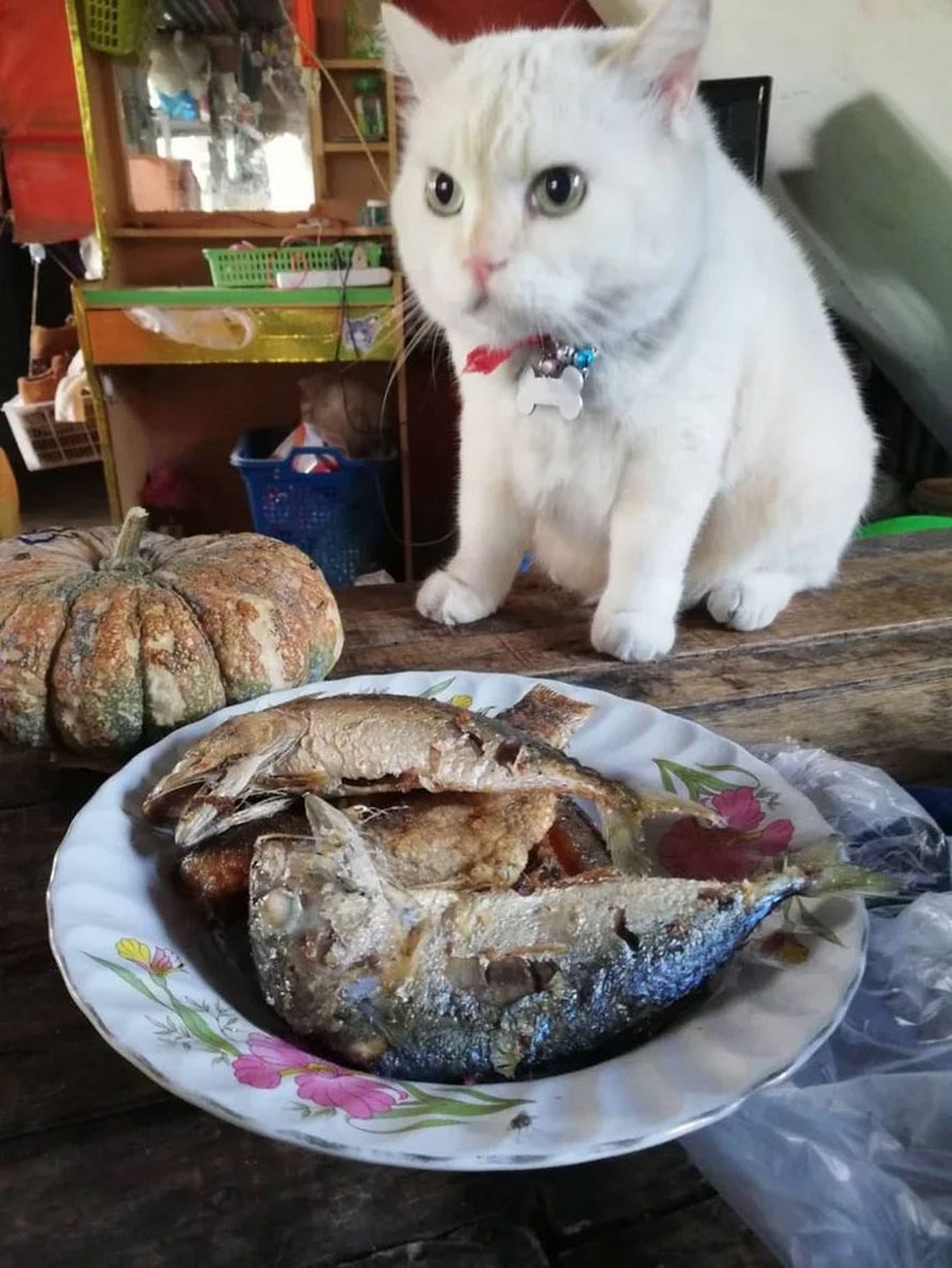 Un Chat En Colere Surveille Des Pasteques En Thailande Et Il Est Adore Par La Communaute Ipnoze Un Chat En Colere Surveille Des Pasteques En Thailande Et Il Est Adore Par La Communaute Ipnoze