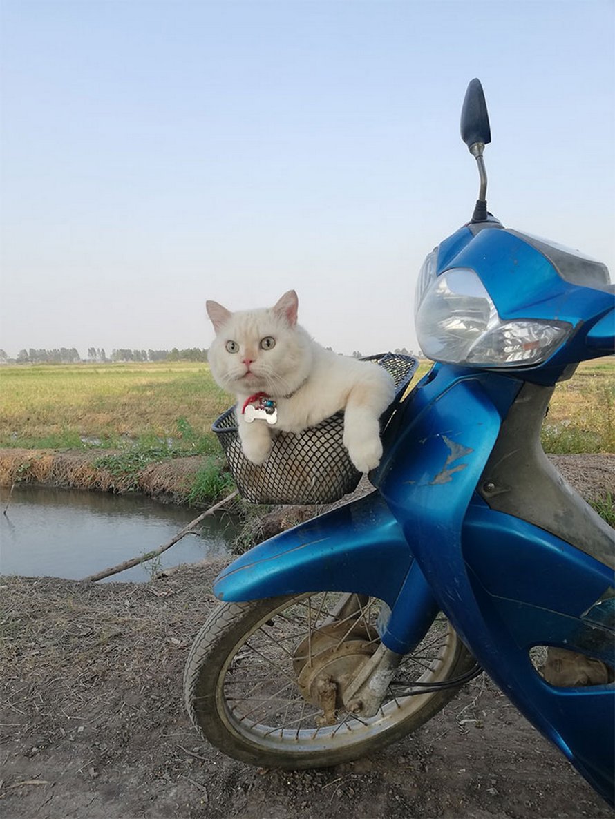 Un chat en colère surveille des pastèques en Thaïlande et il est adoré par la communauté