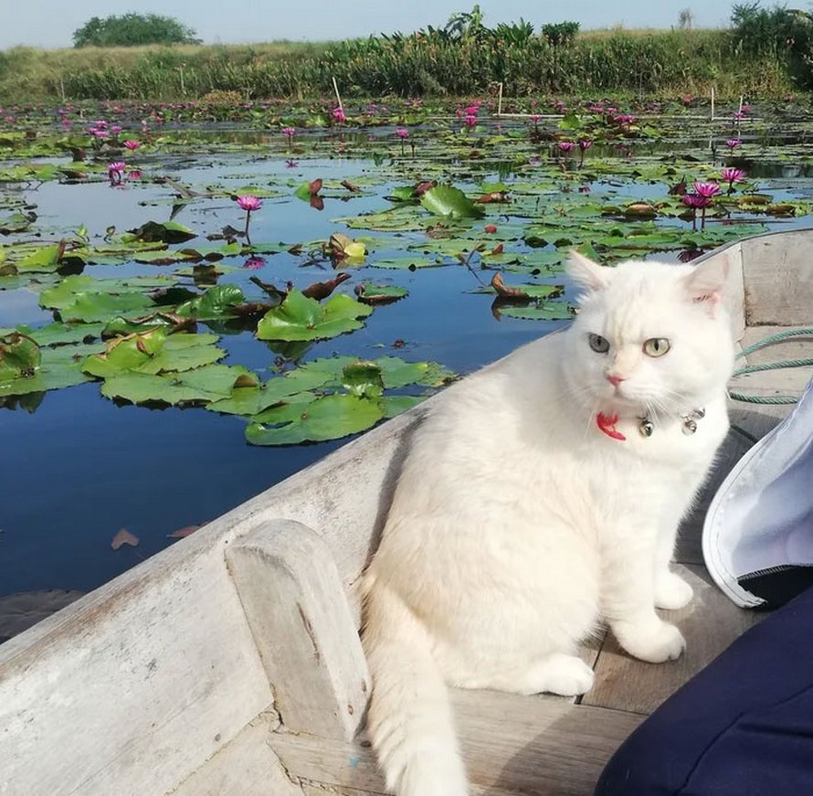 Un chat en colère surveille des pastèques en Thaïlande et il est adoré par la communauté