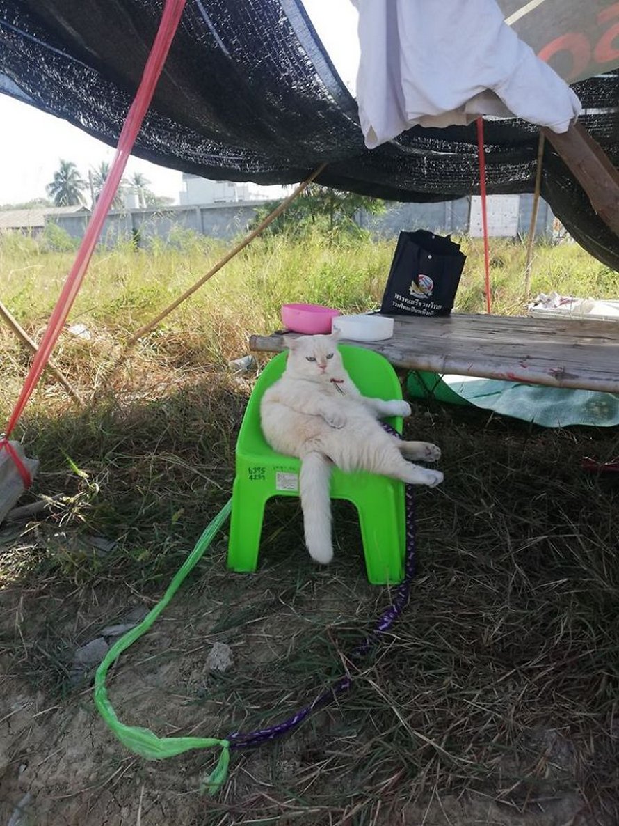 Un chat en colère surveille des pastèques en Thaïlande et il est adoré par la communauté