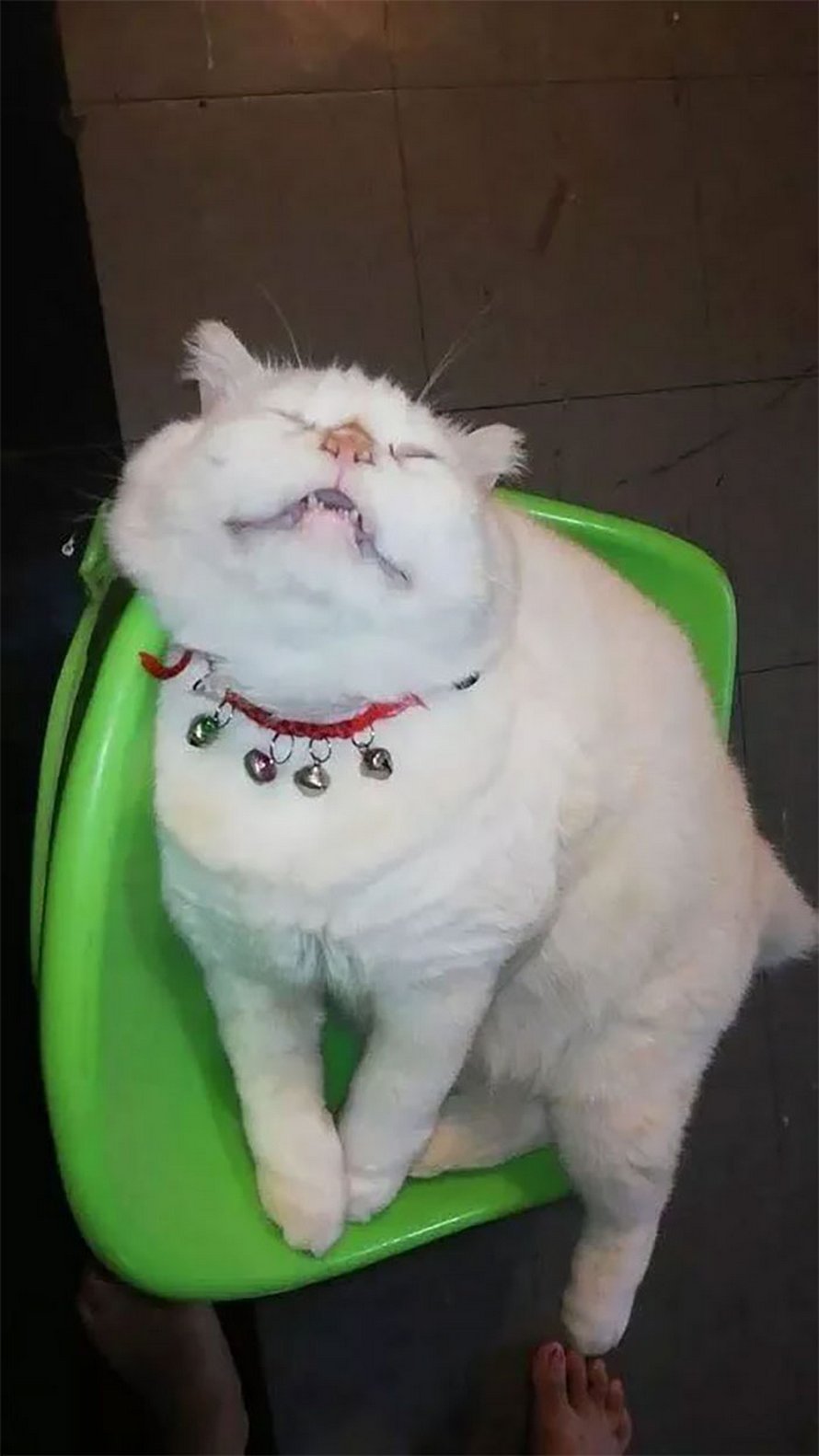 Un Chat En Colere Surveille Des Pasteques En Thailande Et Il Est Adore Par La Communaute Ipnoze Un Chat En Colere Surveille Des Pasteques En Thailande Et Il Est Adore Par La Communaute Ipnoze