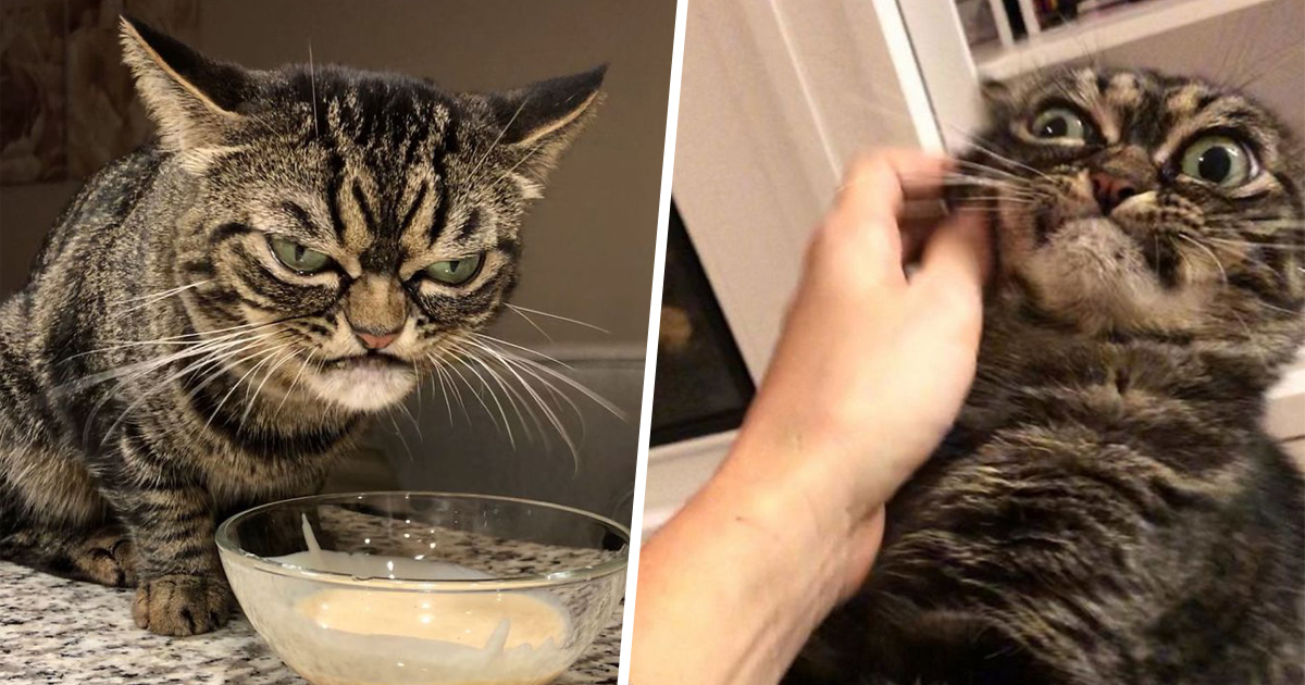 Divers grumpy cat chat qui fait la gueule 281288