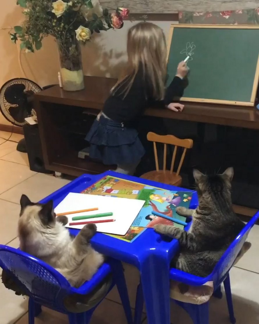 Des chats jouent le rôle d’élèves modèles pendant la leçon de dessin adorable d’une petite fille