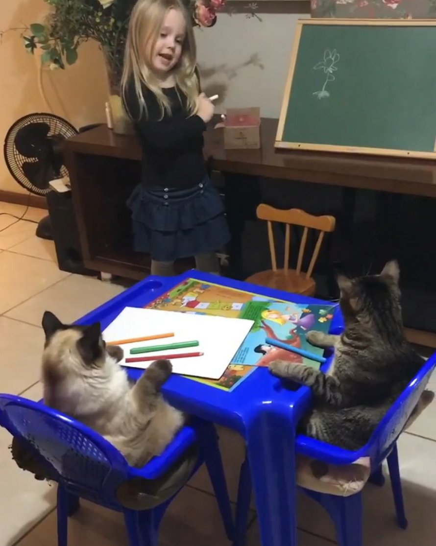 Des chats jouent le rôle d’élèves modèles pendant la leçon de dessin adorable d’une petite fille
