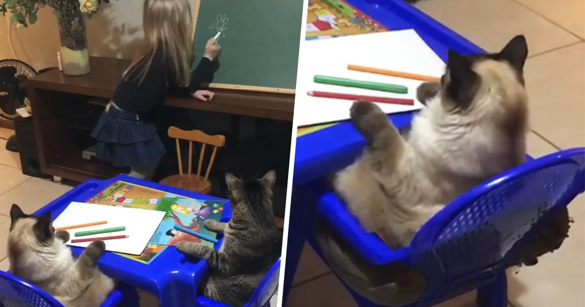 Des chats jouent le rôle d’élèves modèles pendant la leçon de dessin adorable d’une petite fille