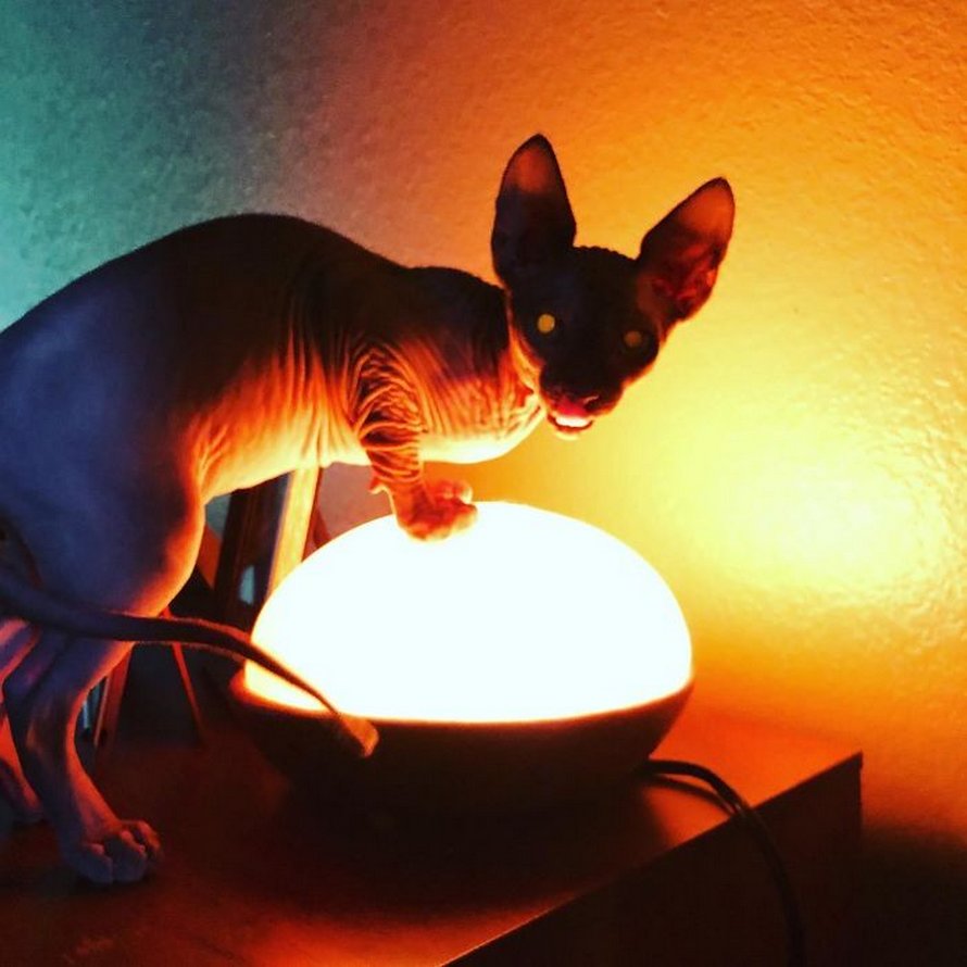 Ces photos de sphynx prouvent qu’ils ne sont pas les chats les plus photogéniques