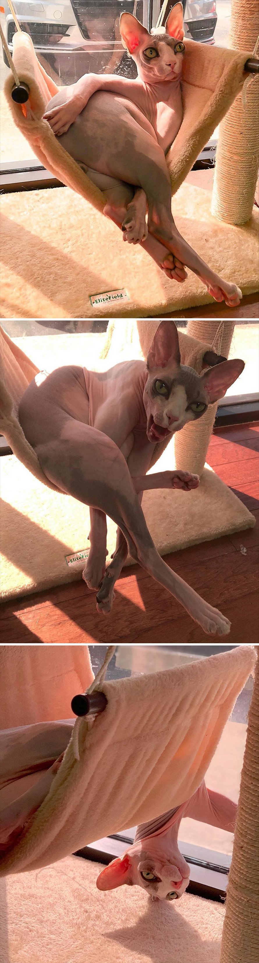 Ces photos de sphynx prouvent qu’ils ne sont pas les chats les plus photogéniques