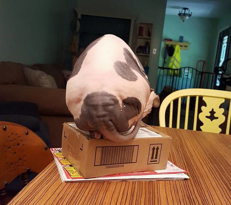 Ces photos de sphynx prouvent qu’ils ne sont pas les chats les plus photogéniques