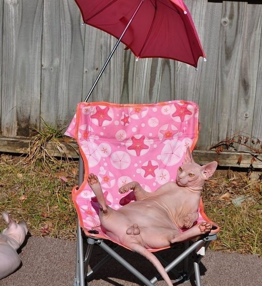 Ces photos de sphynx prouvent qu’ils ne sont pas les chats les plus photogéniques