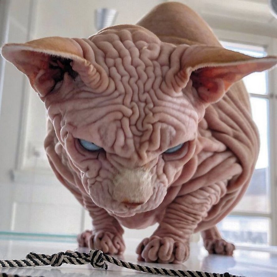 Ces Photos De Sphynx Prouvent Qu Ils Ne Sont Pas Les Chats Les Plus Photogeniques Ipnoze