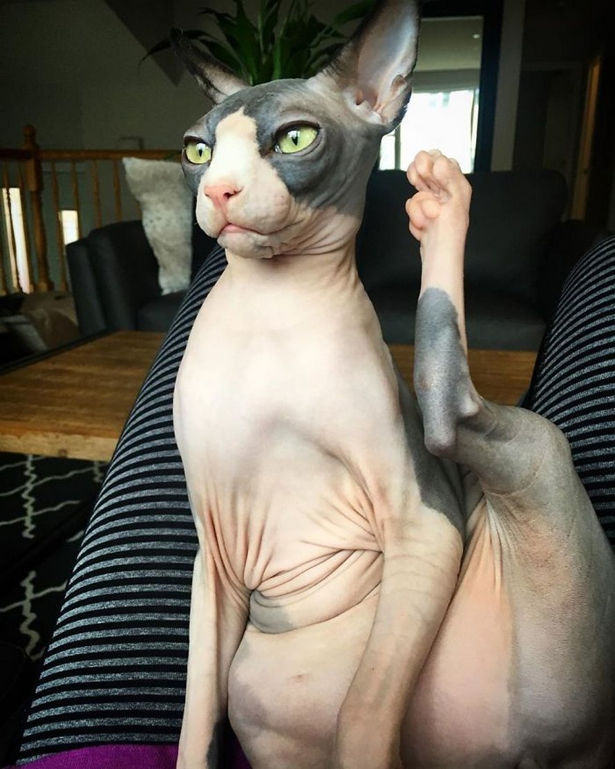 Ces Photos De Sphynx Prouvent Qu Ils Ne Sont Pas Les Chats Les Plus Photogeniques Ipnoze