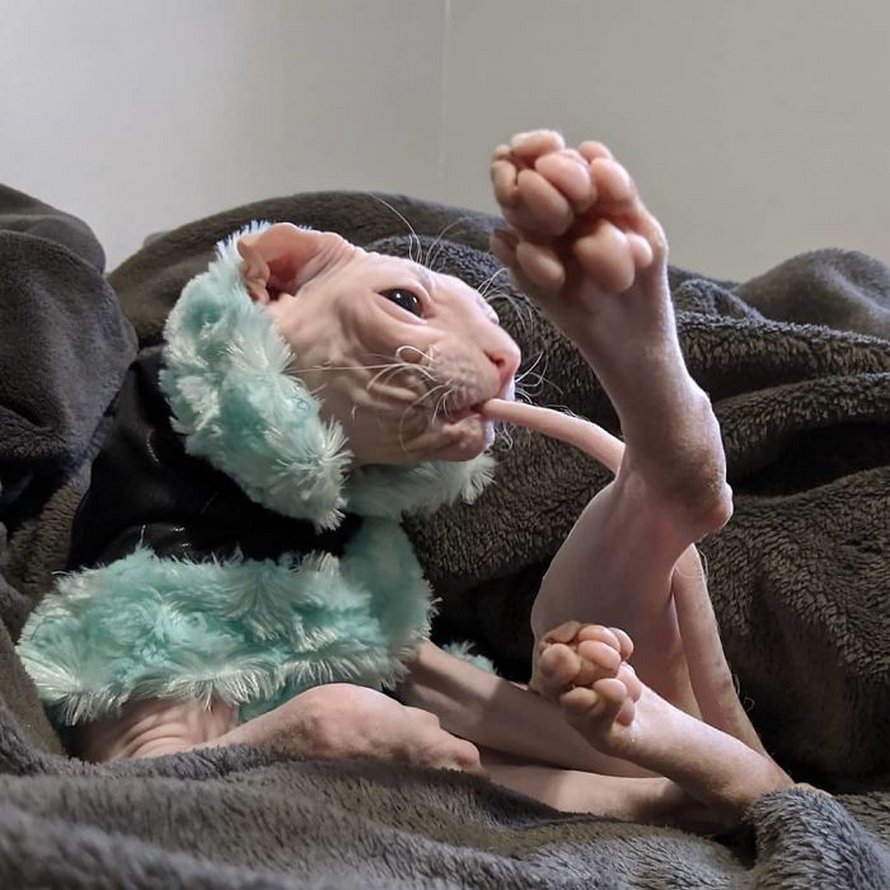Ces photos de sphynx prouvent qu’ils ne sont pas les chats les plus photogéniques