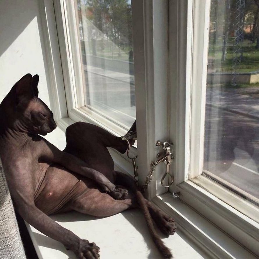 Ces photos de sphynx prouvent qu’ils ne sont pas les chats les plus photogéniques