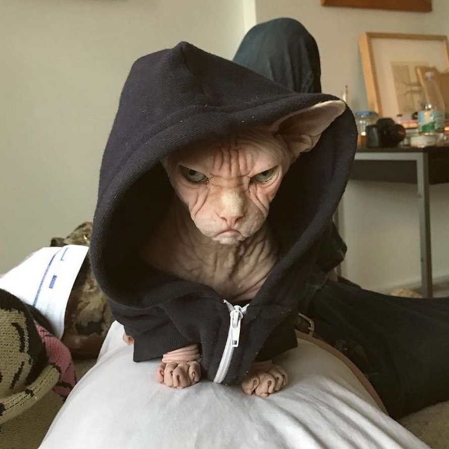 Ces photos de sphynx prouvent qu’ils ne sont pas les chats les plus photogéniques
