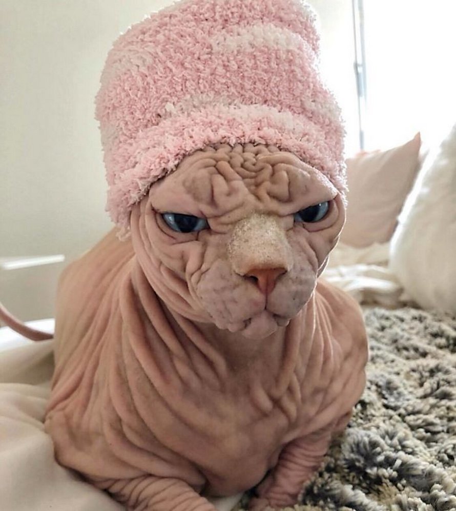 Ces photos de sphynx prouvent qu’ils ne sont pas les chats les plus photogéniques