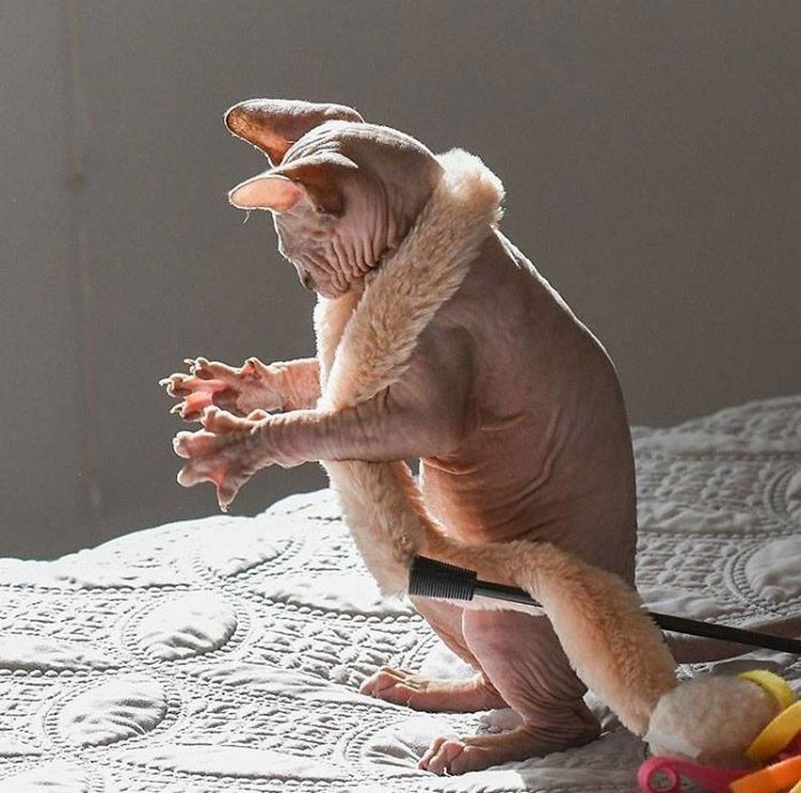 Ces photos de sphynx prouvent qu’ils ne sont pas les chats les plus photogéniques