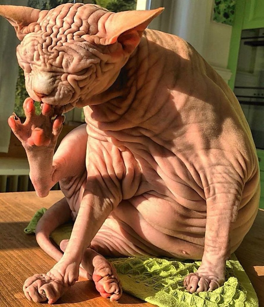 Ces photos de sphynx prouvent qu’ils ne sont pas les chats les plus photogéniques