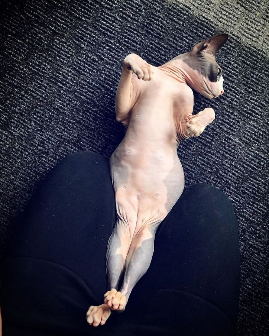 Ces photos de sphynx prouvent qu’ils ne sont pas les chats les plus photogéniques