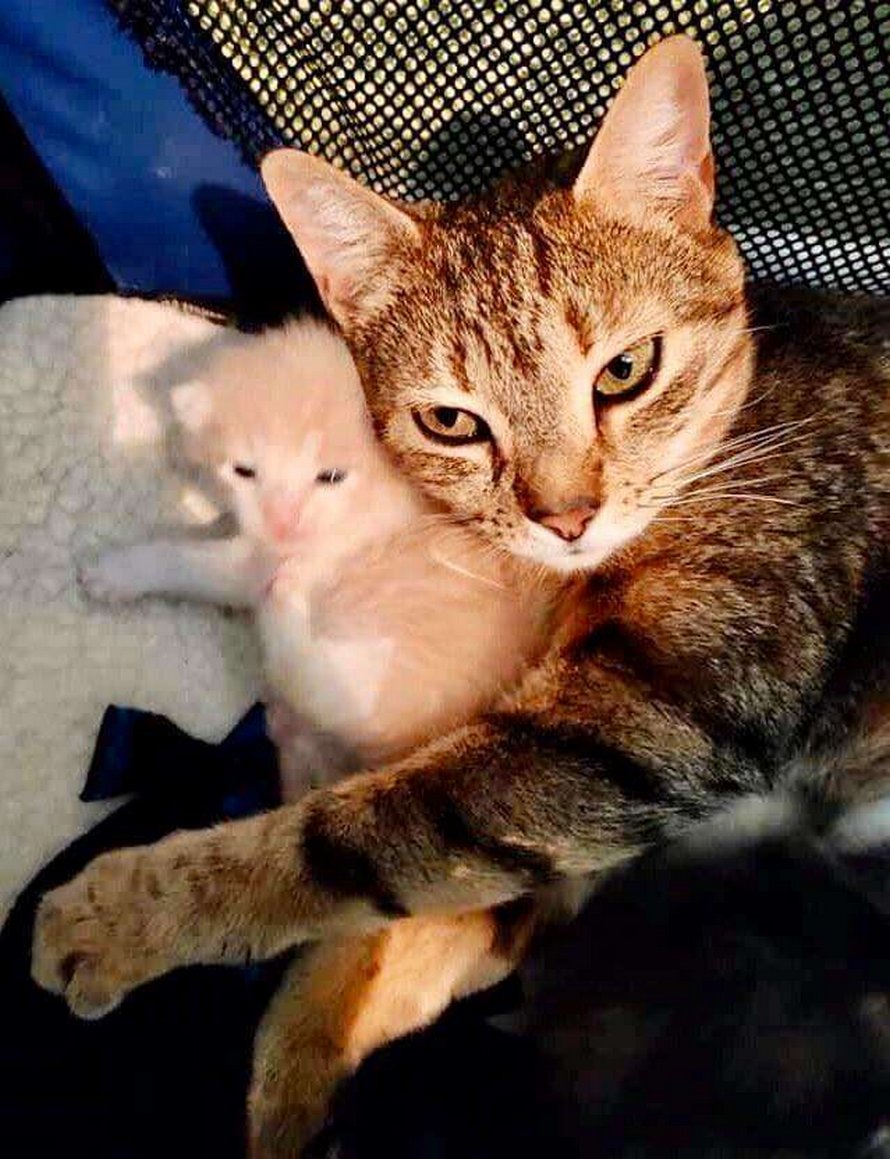 Une Maman Chatte Est Folle De Joie De Retrouver Ses Chatons Perdus Dans Un Refuge Ipnoze
