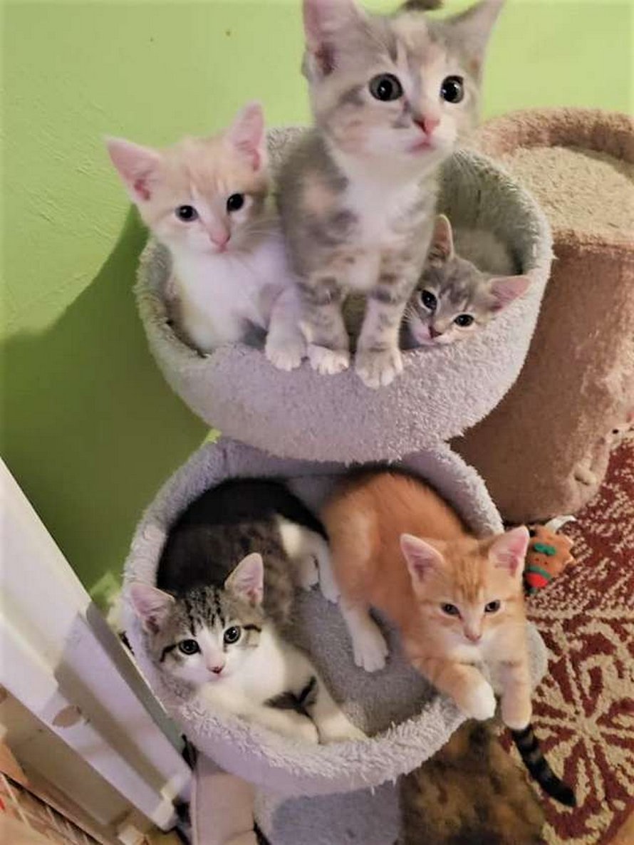 Une Maman Chatte Est Folle De Joie De Retrouver Ses Chatons Perdus Dans Un Refuge Ipnoze