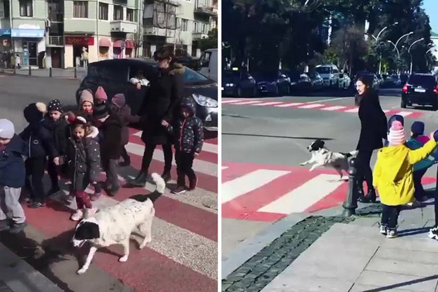 Ce chien vient ici tous les jours et aide les enfants de maternelle à traverser la rue en toute sécurité
