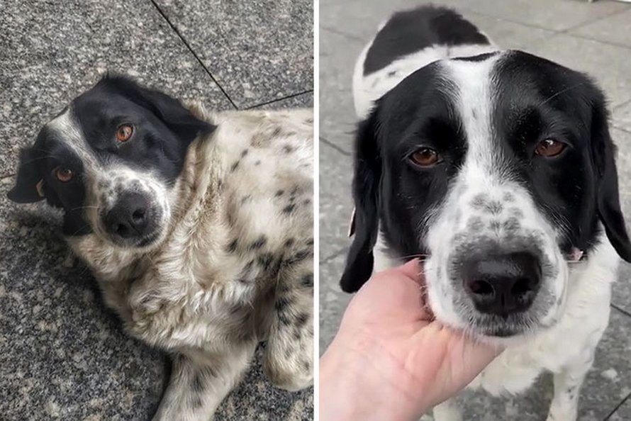 Ce chien vient ici tous les jours et aide les enfants de maternelle à traverser la rue en toute sécurité