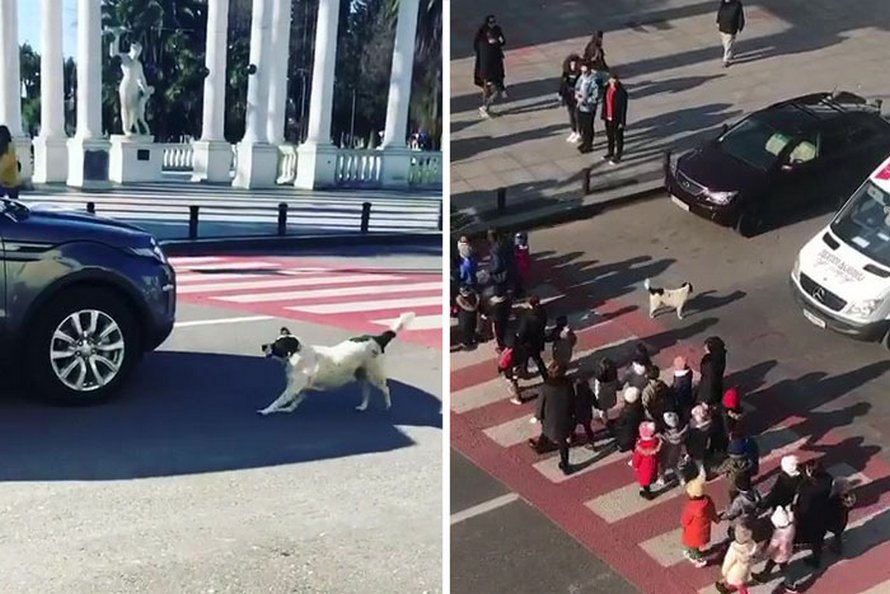 Ce chien vient ici tous les jours et aide les enfants de maternelle à traverser la rue en toute sécurité