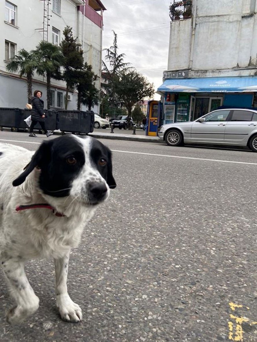 Ce chien vient ici tous les jours et aide les enfants de maternelle à traverser la rue en toute sécurité